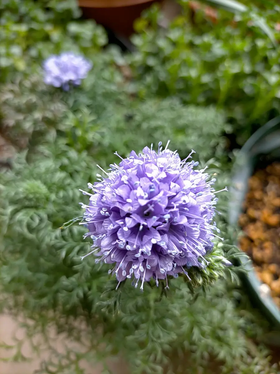 雨の日は ダイアンサス・ギリア・クレマチス｜園芸日記byれの