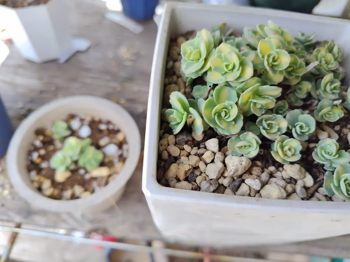 斑入りミセバヤ｜園芸日記byすてきなおじいちゃん｜みんなの趣味の園芸