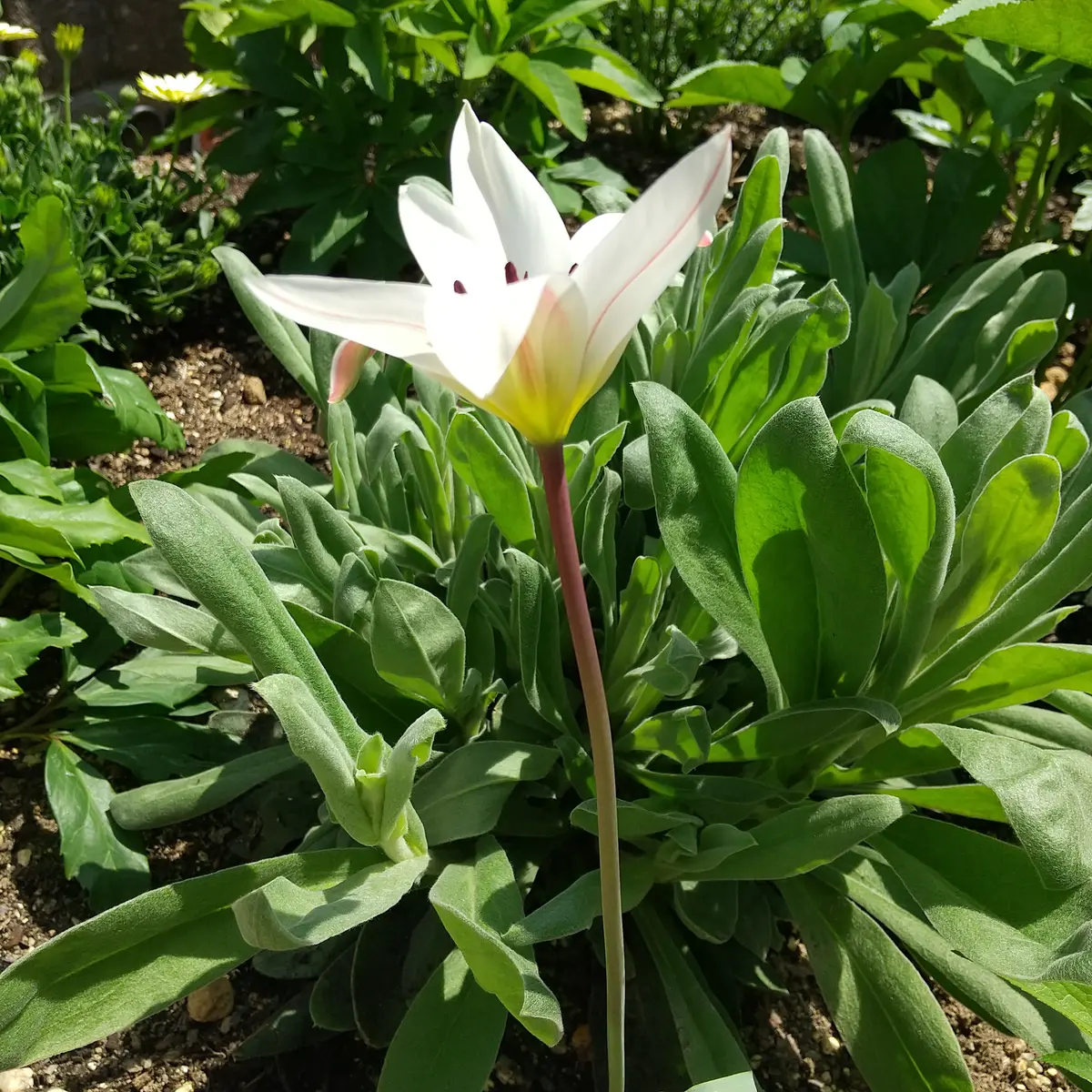 初めての原種チューリップ「ステラータ」開花＼(^o^)／｜園芸