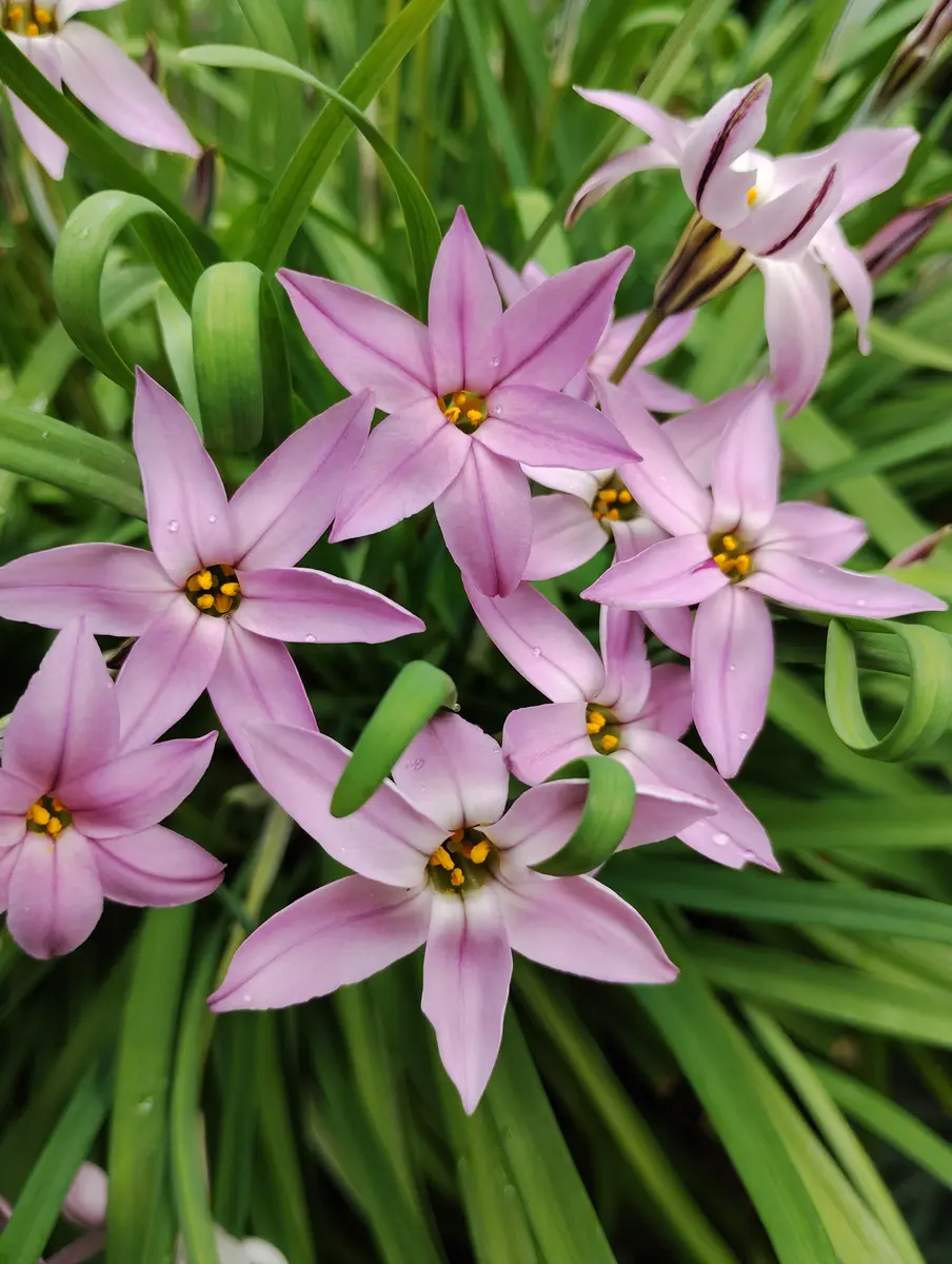 ひなひまページ　スターフラワーピンク ピンクのハナニラが咲きました🌼｜園芸日記by塔ノ岳｜みんなの