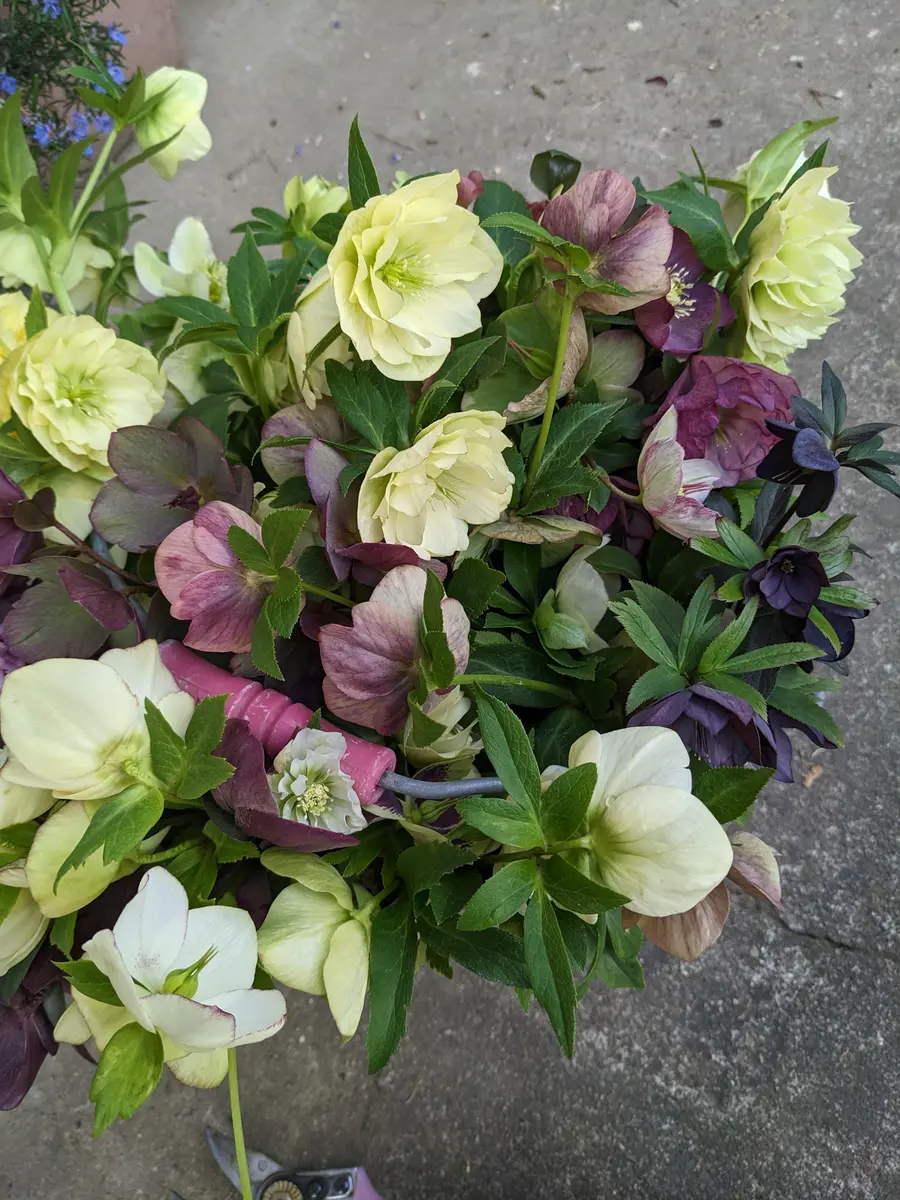 ✿✿㉕-333クリスマスローズ 【公式通販】