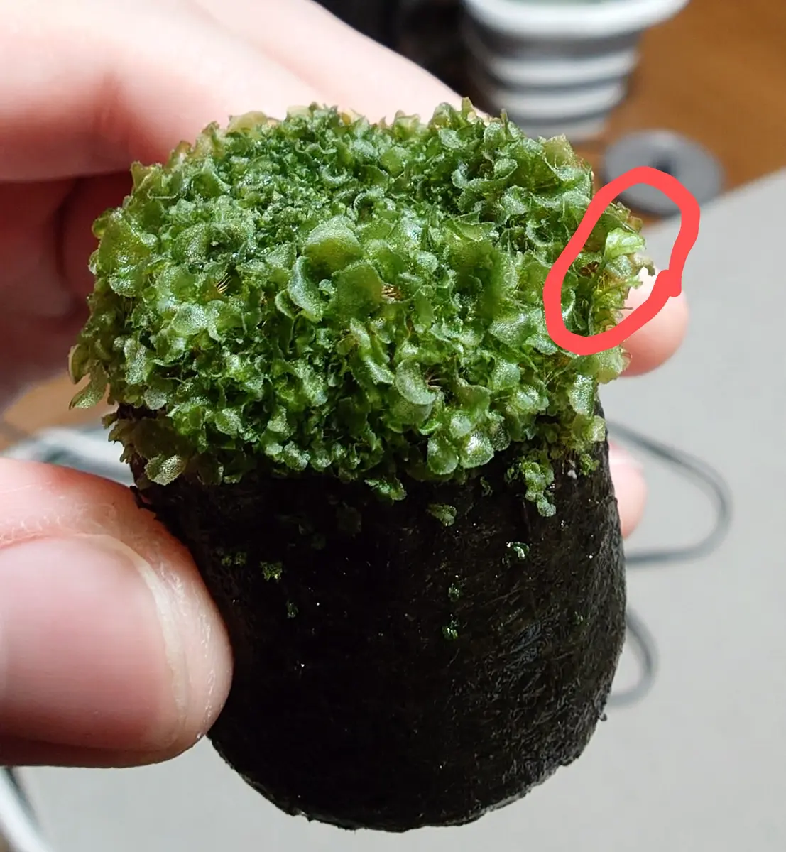 古代シダ、胞子培養レポート｜園芸日記byfm_plants｜みんなの趣味の