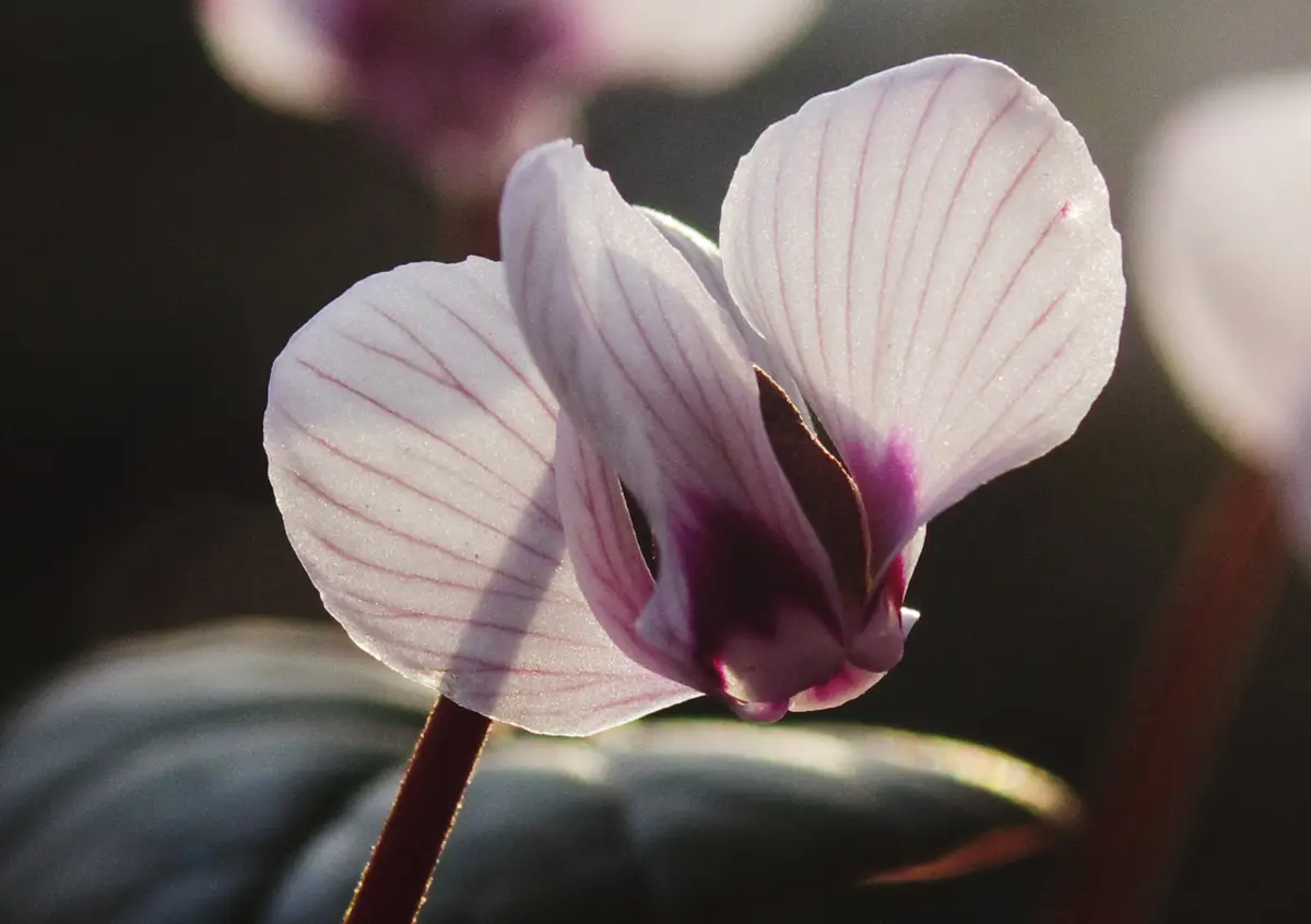 この春に咲いた原種シクラメンコウム”ポーセリン”の花です。｜園芸日記