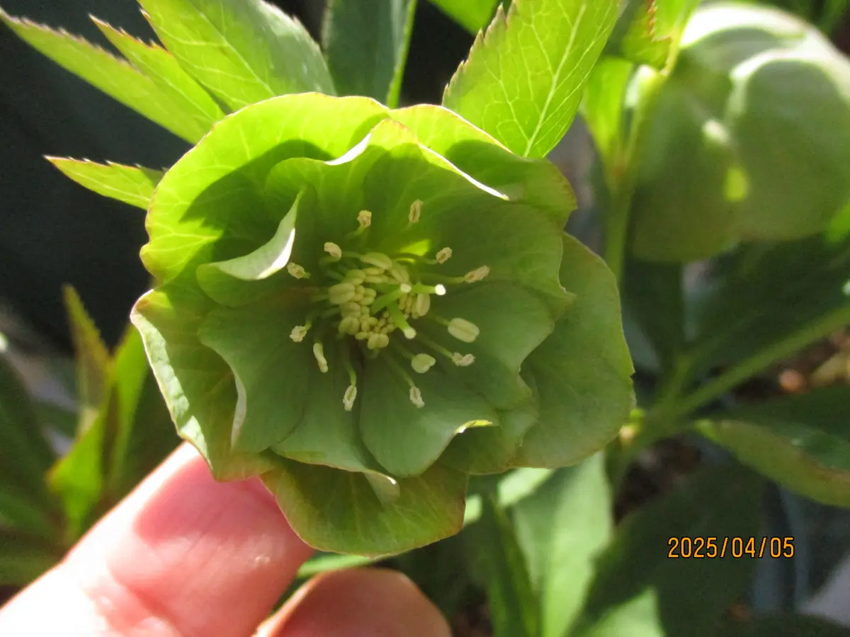 クリスマスローズ緑系の花｜園芸日記byみゆき｜みんなの趣味の園芸