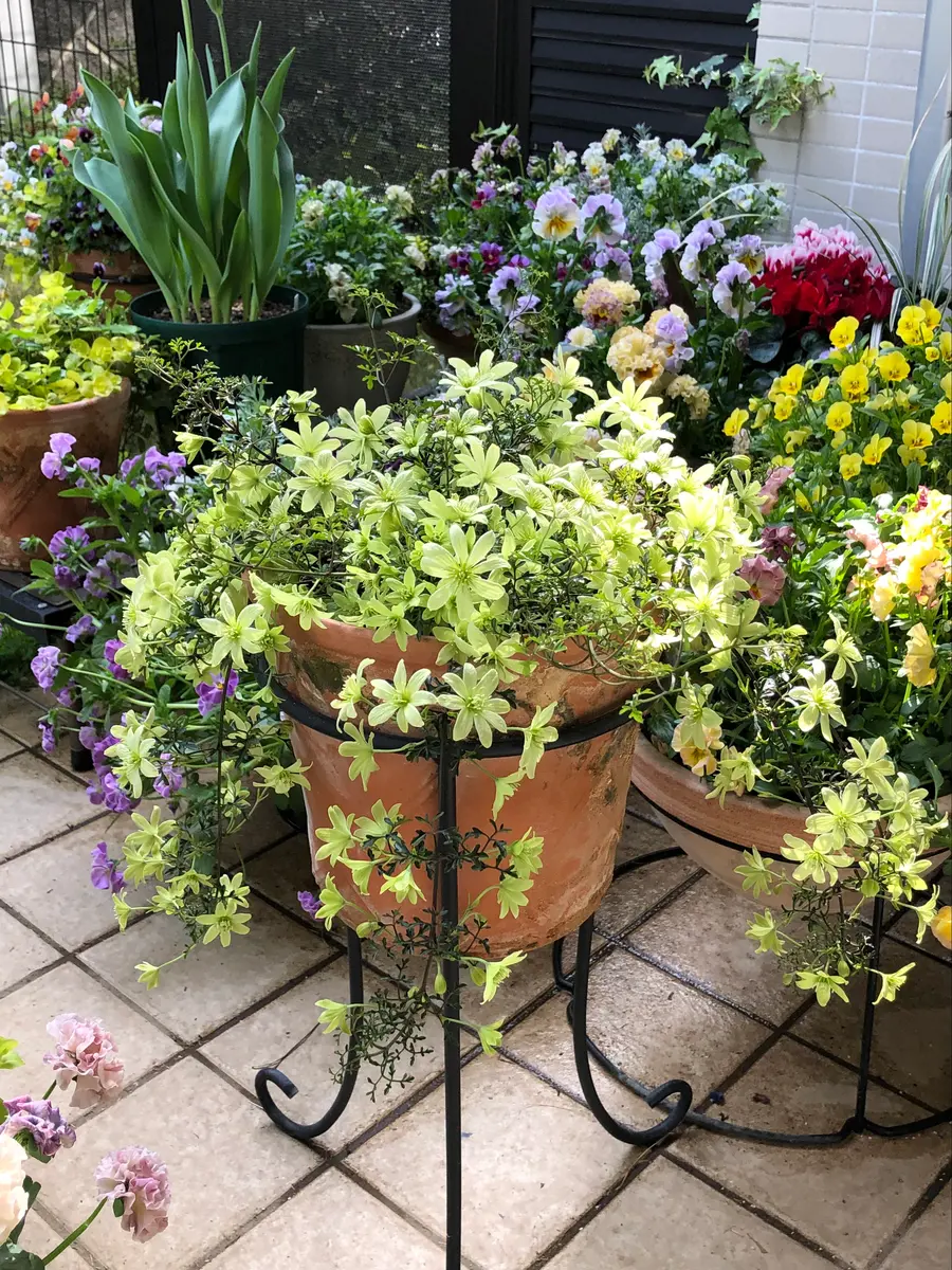 クレマチスピクシーが満開に✨｜園芸日記byクレマチーヌ｜みんなの趣味