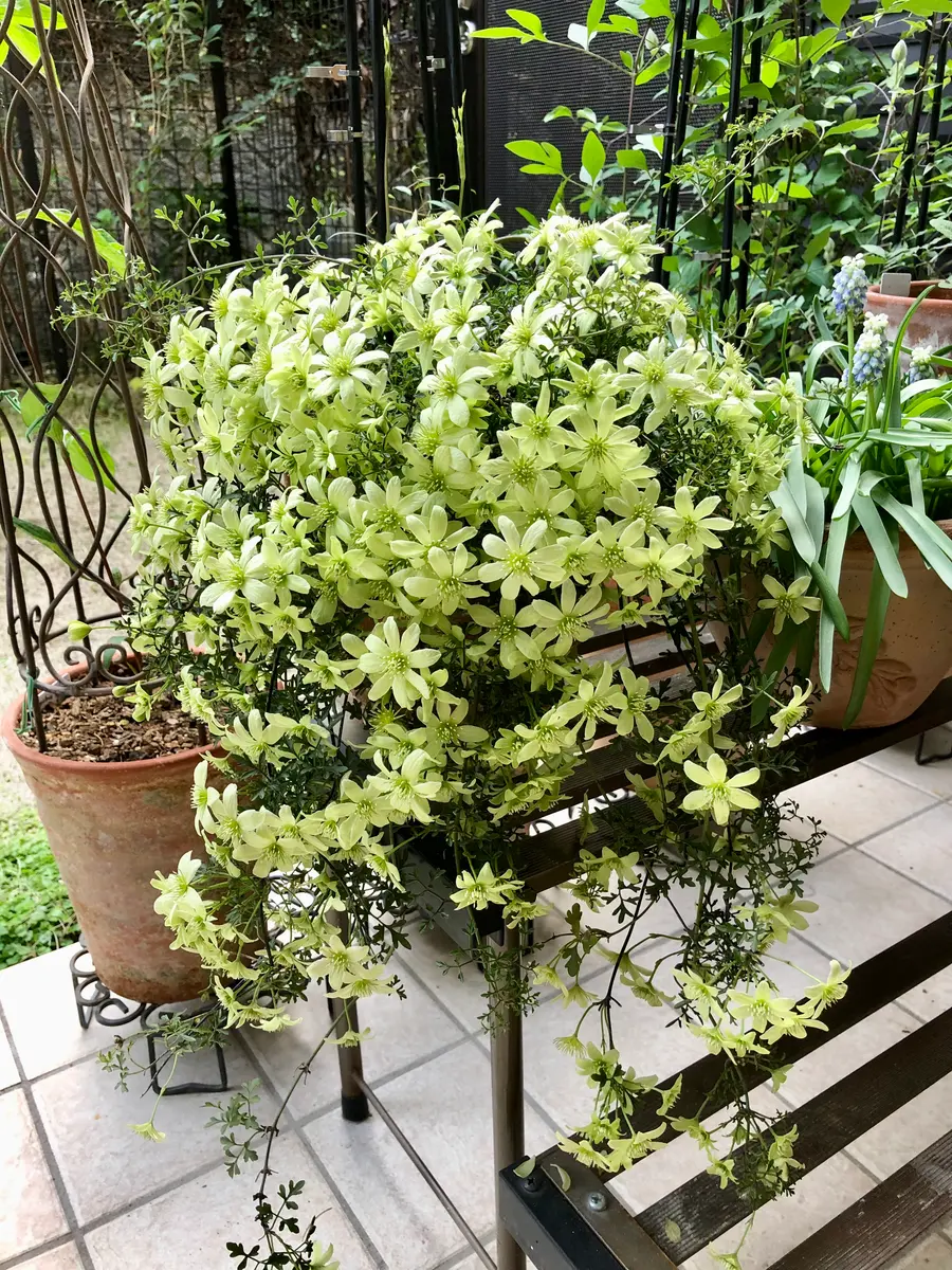 クレマチスピクシーが満開に✨｜園芸日記byクレマチーヌ｜みんなの趣味