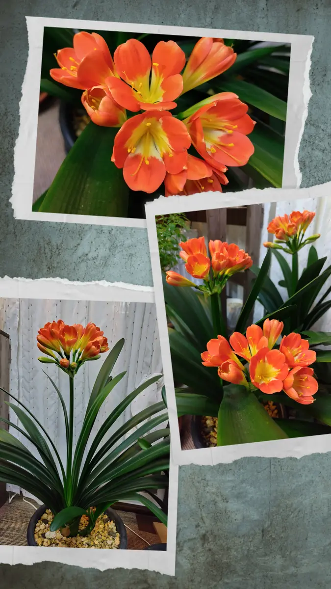 古典 クンシラン咲きました〜🧡｜園芸日記bysakura＊の庭｜みんなの その他観葉植物