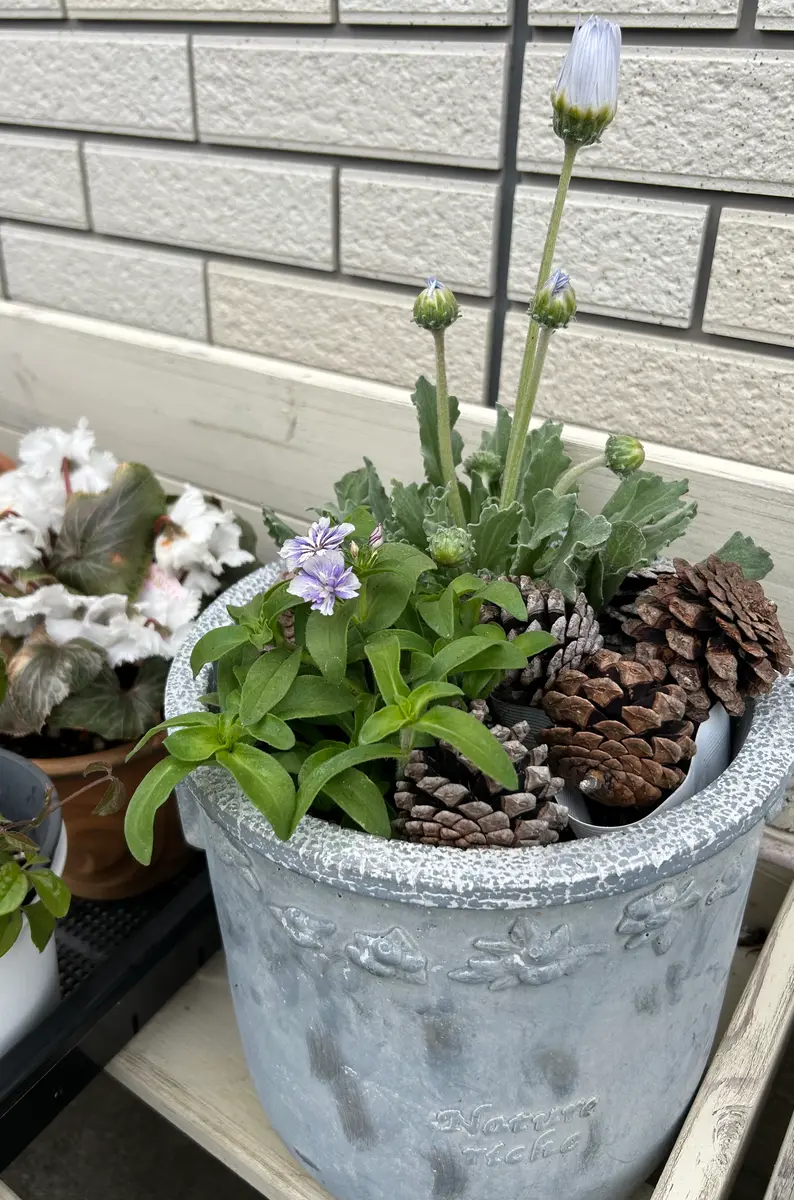季節のお花寄せ植え(お任せ・ミックス色) | 福岡県朝倉市