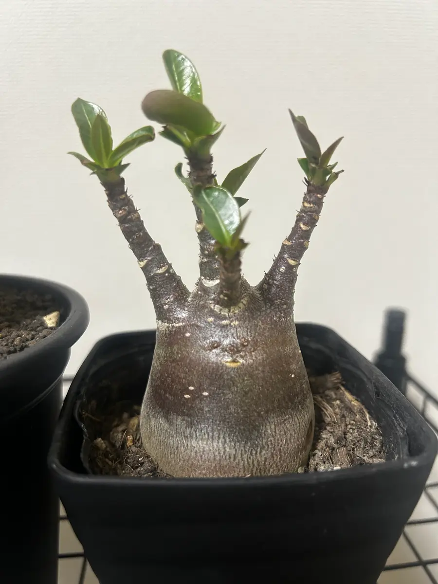 国内外の人気 アデニウムアラビカムスーパードワーフブラックスキン｜園芸日記 塊根植物・コーデックス
