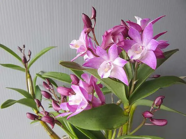 スペ・ギン系の日記一覧|ジェナスさんの園芸日記-みんなの趣味の園芸