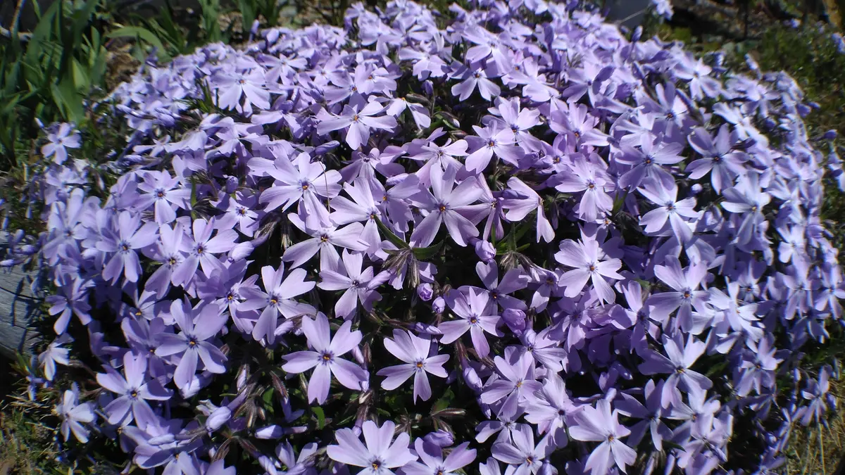 【数々のアワードを受賞】 庭の花いろいろ｜園芸日記byshinji70｜みんなの趣味の園芸｜1312305 チャーム