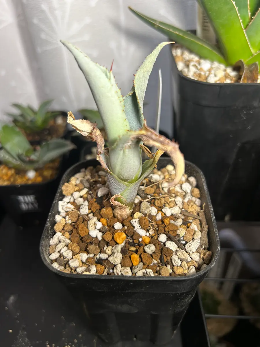 アガベブルーウェーブ子株｜園芸日記by44.HD-panhead｜みんなの趣味の