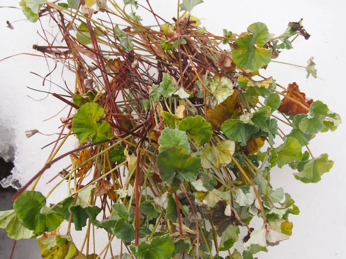 シドイデスの挿し木｜園芸日記byモモパチョコ｜みんなの趣味の園芸｜131233