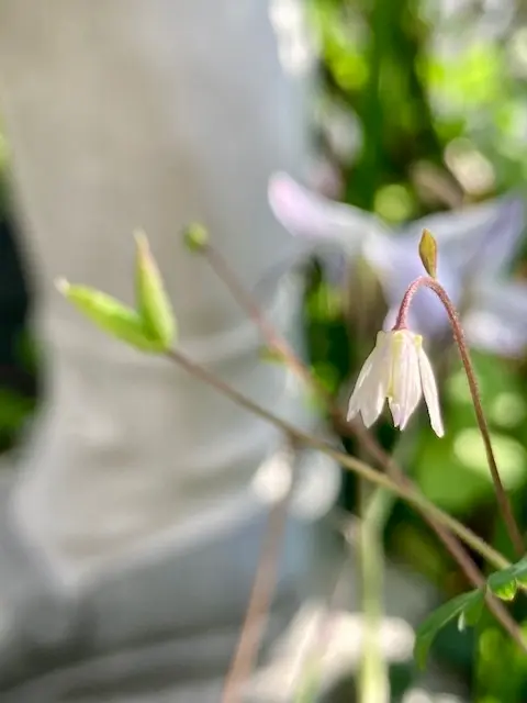 超格安一点 山野草｜園芸日記bychako-oki｜みんなの趣味の園芸｜1312554 その他