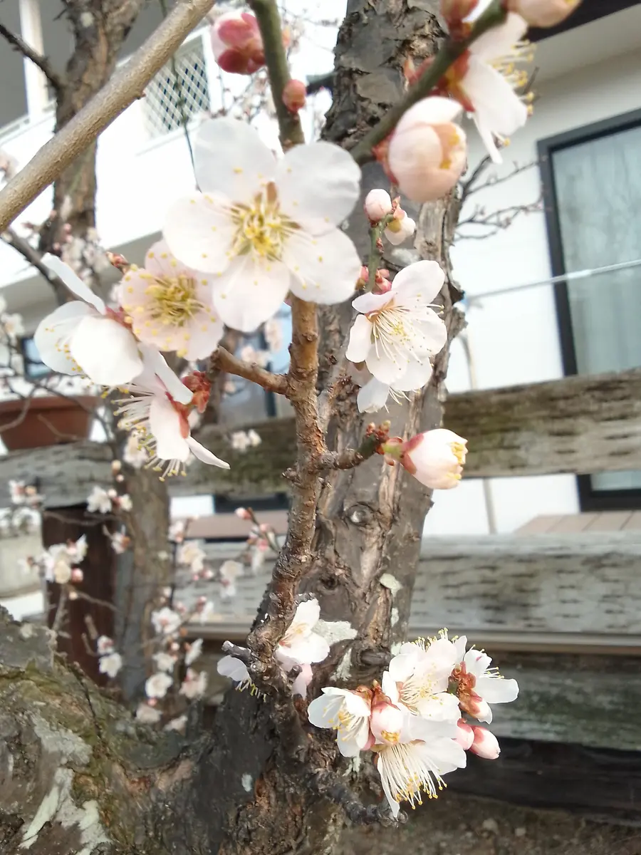 春ですね(*^^*)｜園芸日記byカシワバアジサイ｜みんなの趣味の