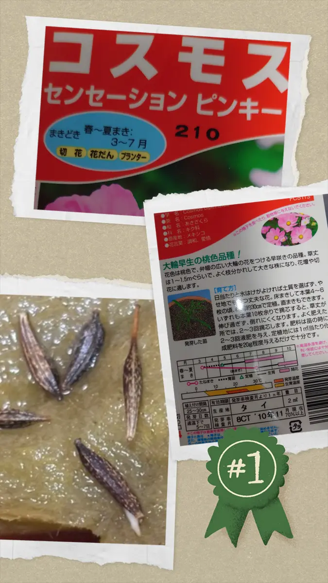 もらって嬉しい出産祝い 14年前の種とクレマチスと謎植物(⁠◔⁠‿⁠◔⁠)｜園芸日記byいも 花