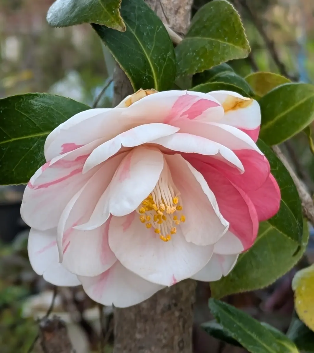 五色八重散り椿 鴇色のツバキ花仙山｜園芸日記byドブたぬきの部屋