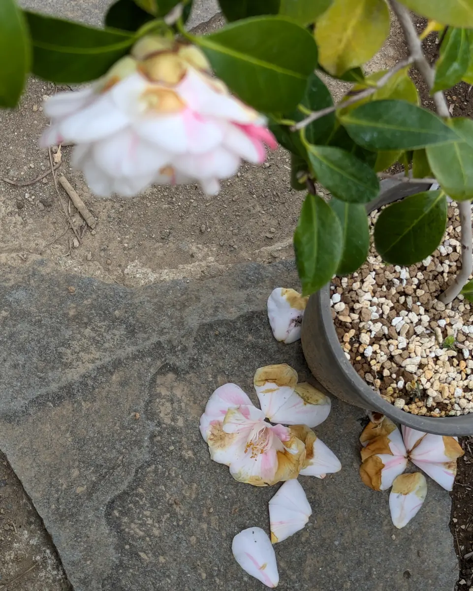 五色八重散り椿 鴇色のツバキ花仙山｜園芸日記byドブたぬきの部屋