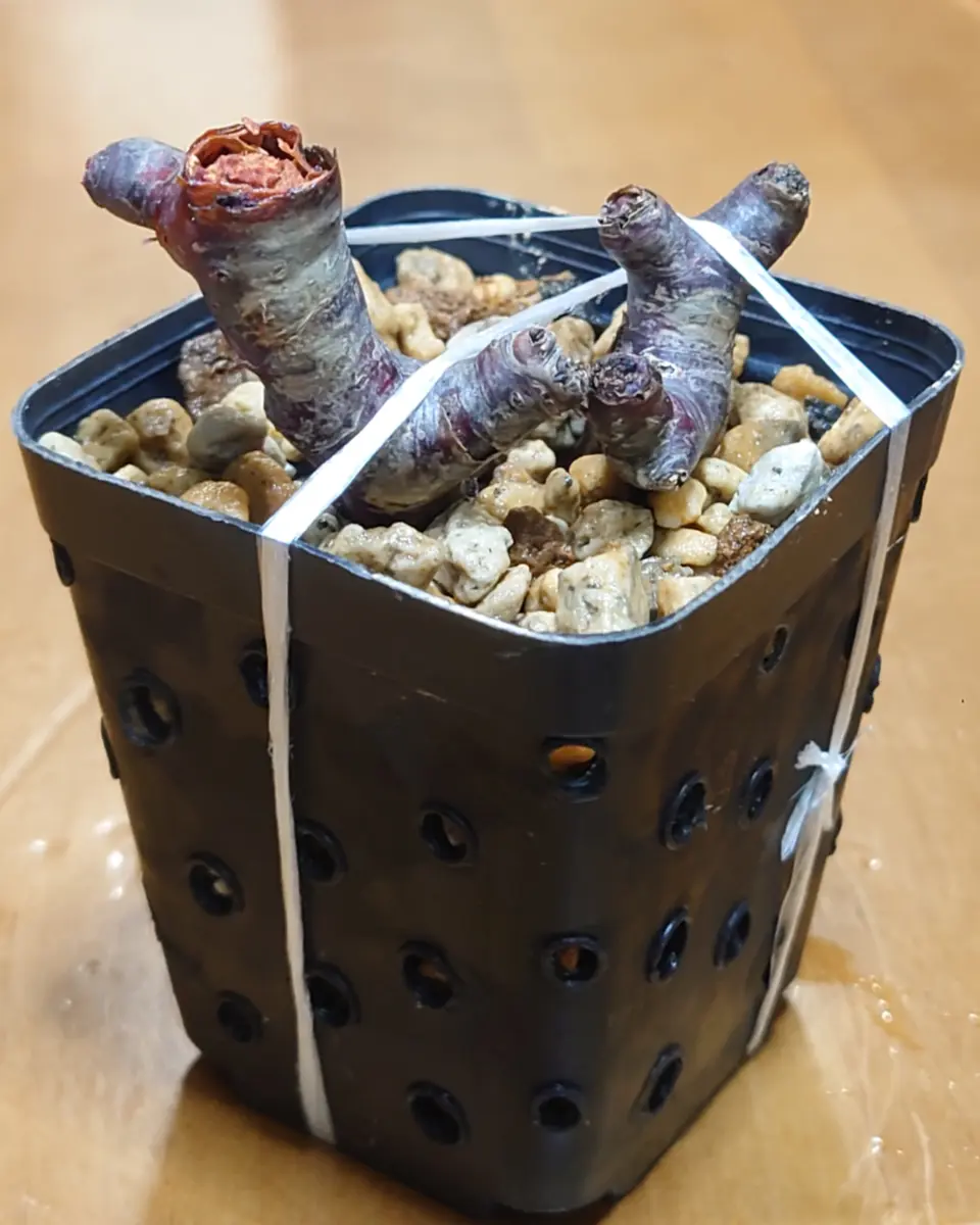ミラビレ 発根管理中
