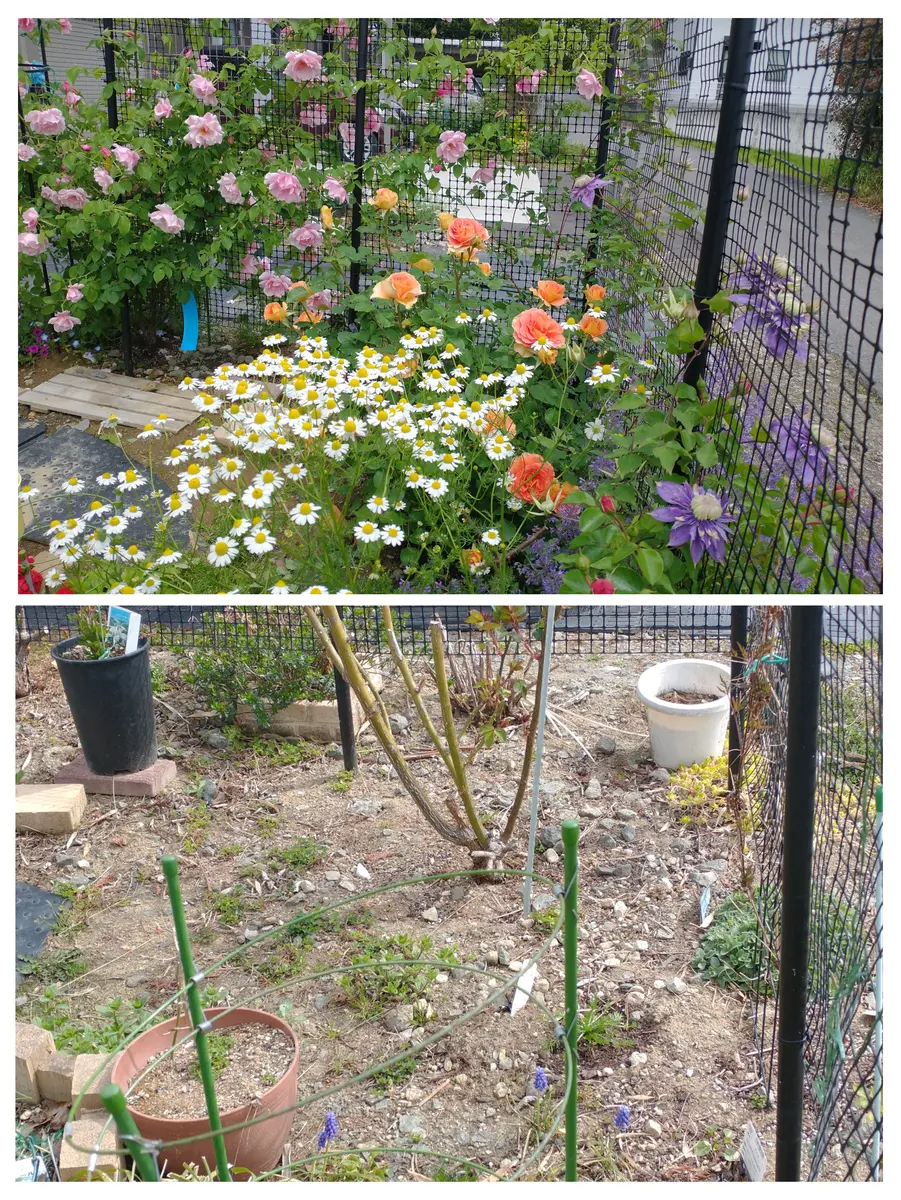 カモミールの種類🌼に気をつける|園芸日記byぱーぷるちゃん カモミールの種類🌼に気をつける|園芸日記byぱーぷるちゃん