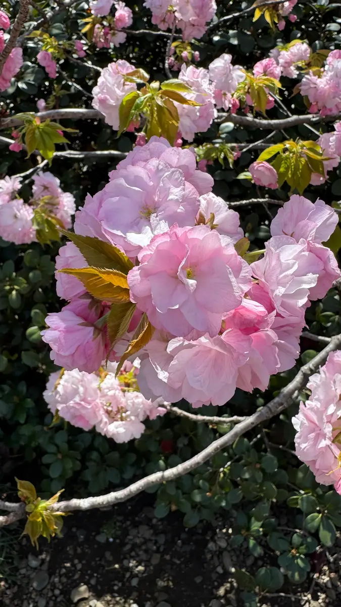 里桜が咲き出しました❣️｜園芸日記byMemoryofHappyRose｜みんなの