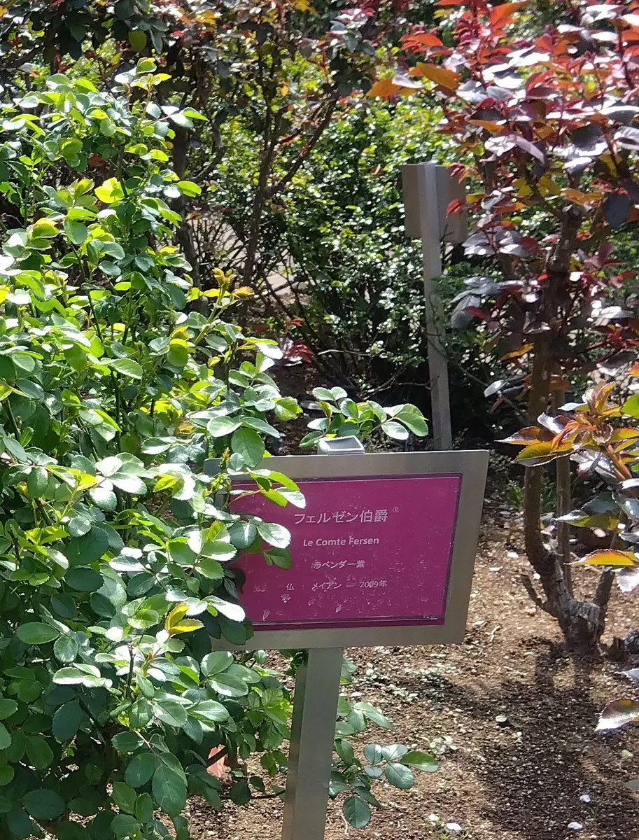 放送大学 割引 バラ｜園芸日記bystew｜みんなの趣味の園芸｜1313537 野草、植物