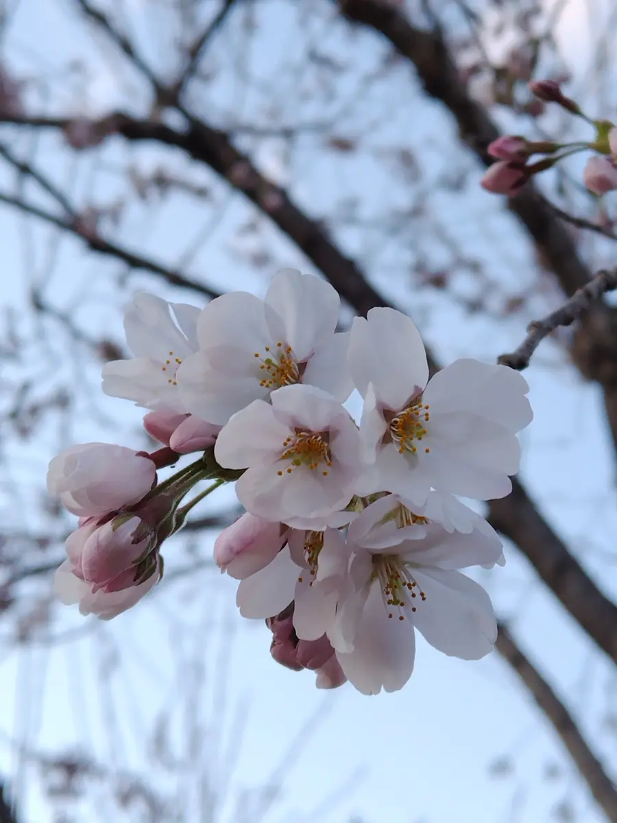 最新のデザイン サクラ開花宣言🌸｜園芸日記bysakura＊の庭｜みんなの趣味の園芸 その他