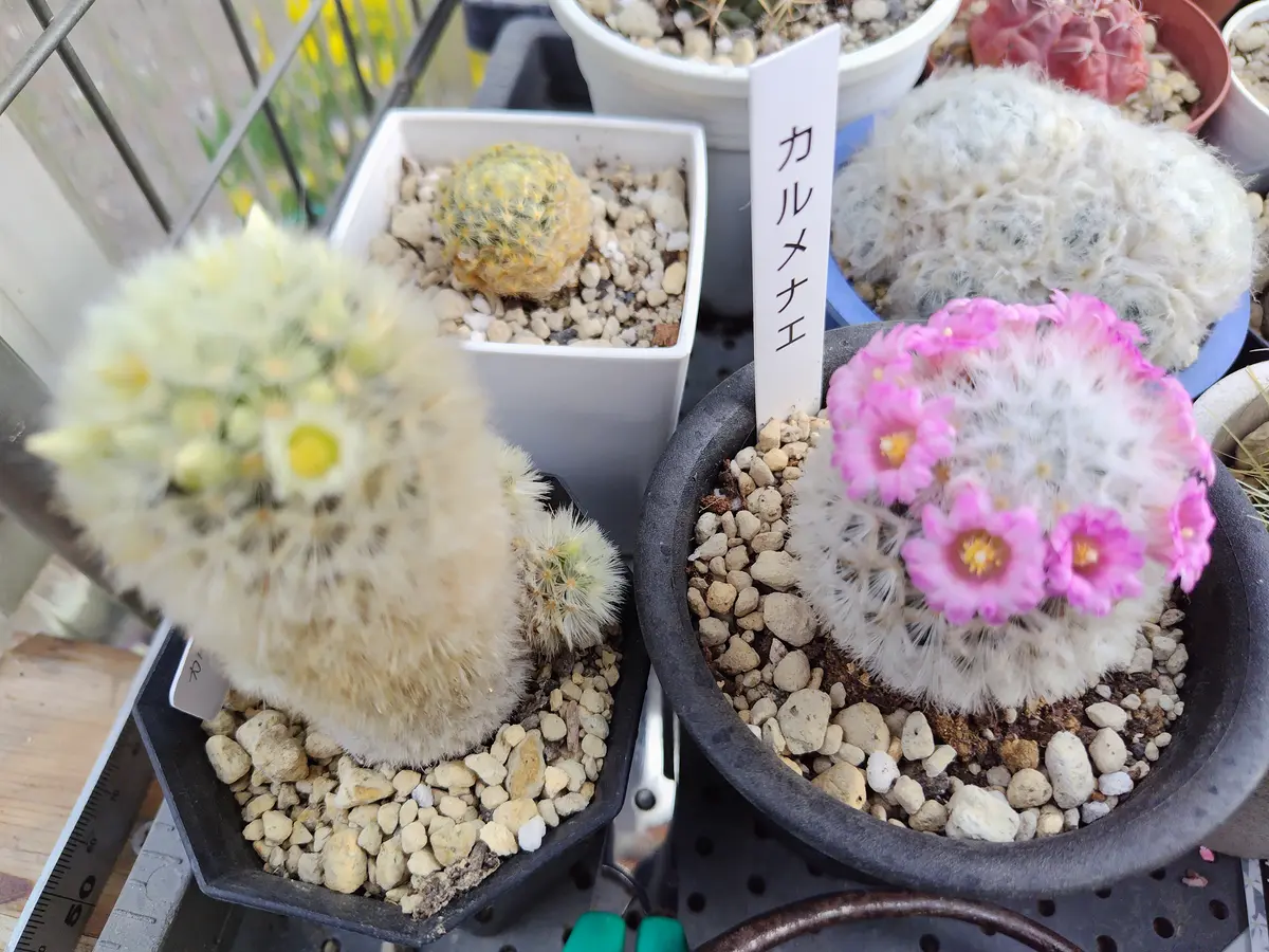 サボテンの花|園芸日記byすてきなおじいちゃん|みんなの趣味の サボテンの花|園芸日記byすてきなおじいちゃん|みんなの趣味の