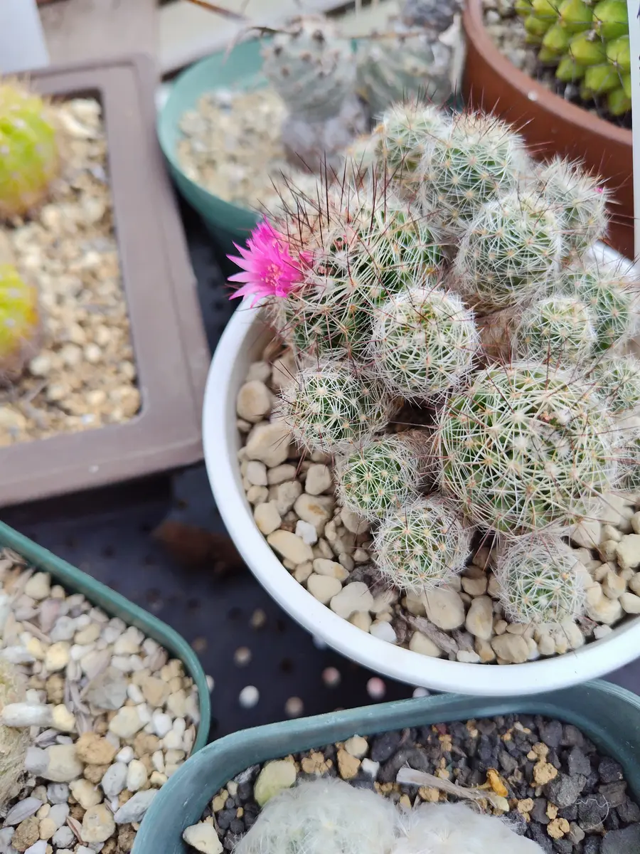 サボテンの花|園芸日記byすてきなおじいちゃん|みんなの趣味の サボテンの花|園芸日記byすてきなおじいちゃん|みんなの趣味の