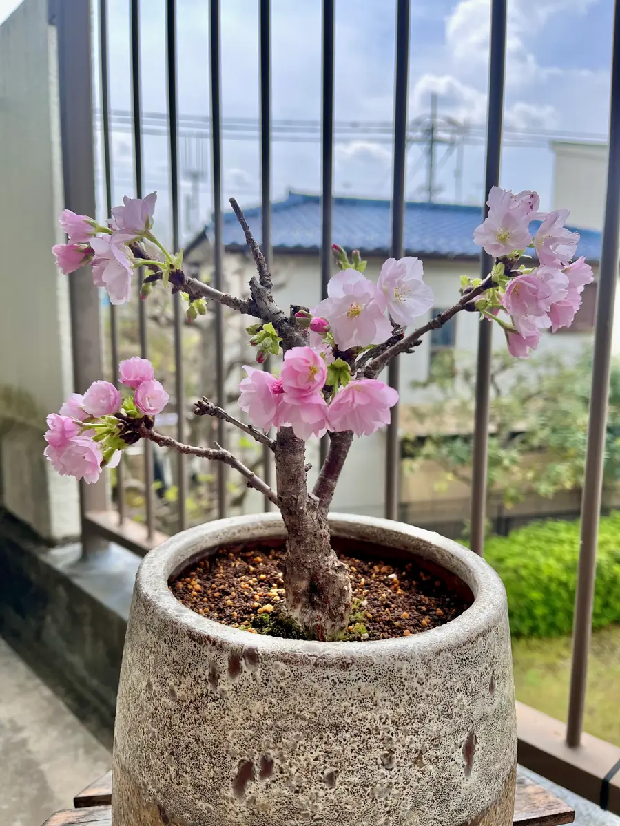 我が家の桜は6分咲き🌸｜園芸日記by菜乃｜みんなの趣味の園芸｜1313753