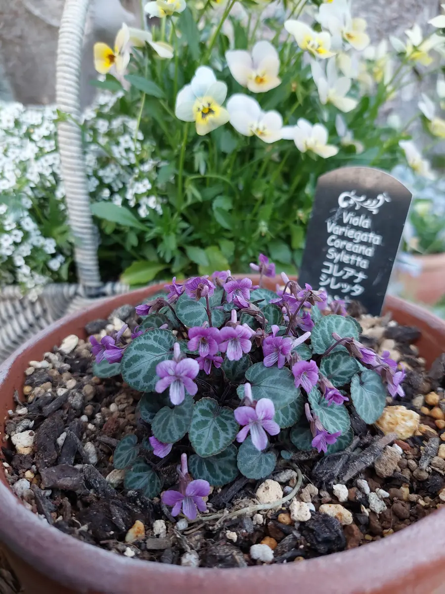 ドルフィンラムさま 2苗 ムシャリンドウ(ドラコセファラム