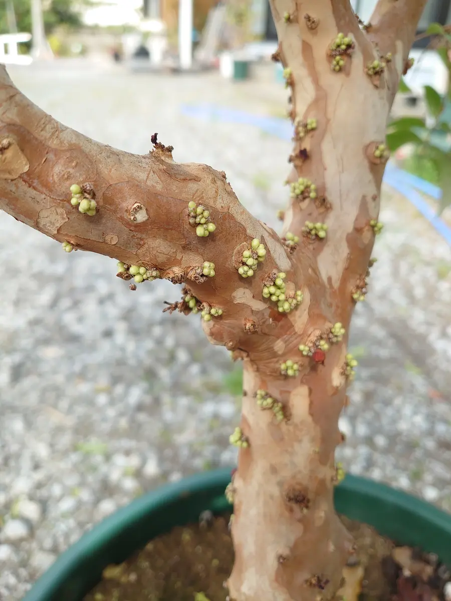 四季なりジャボチカバ｜園芸日記by裕戯｜みんなの趣味の園芸