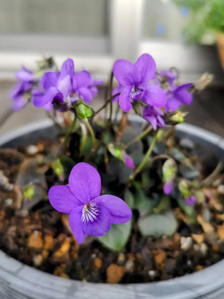 アジュガ 中型鉢植え 紫色の花一鉢分抜き苗。もうすぐたくさん花が咲きますよ❣ アジュガ 中型鉢植え 紫色の花一鉢分抜き苗。もうすぐたくさん花