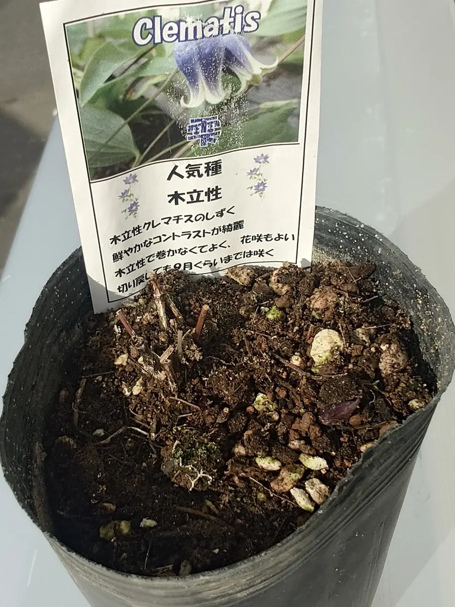 雫(クレマチス)壷形〔写真3枚目〕-Nashさんの日記｜みんなの趣味