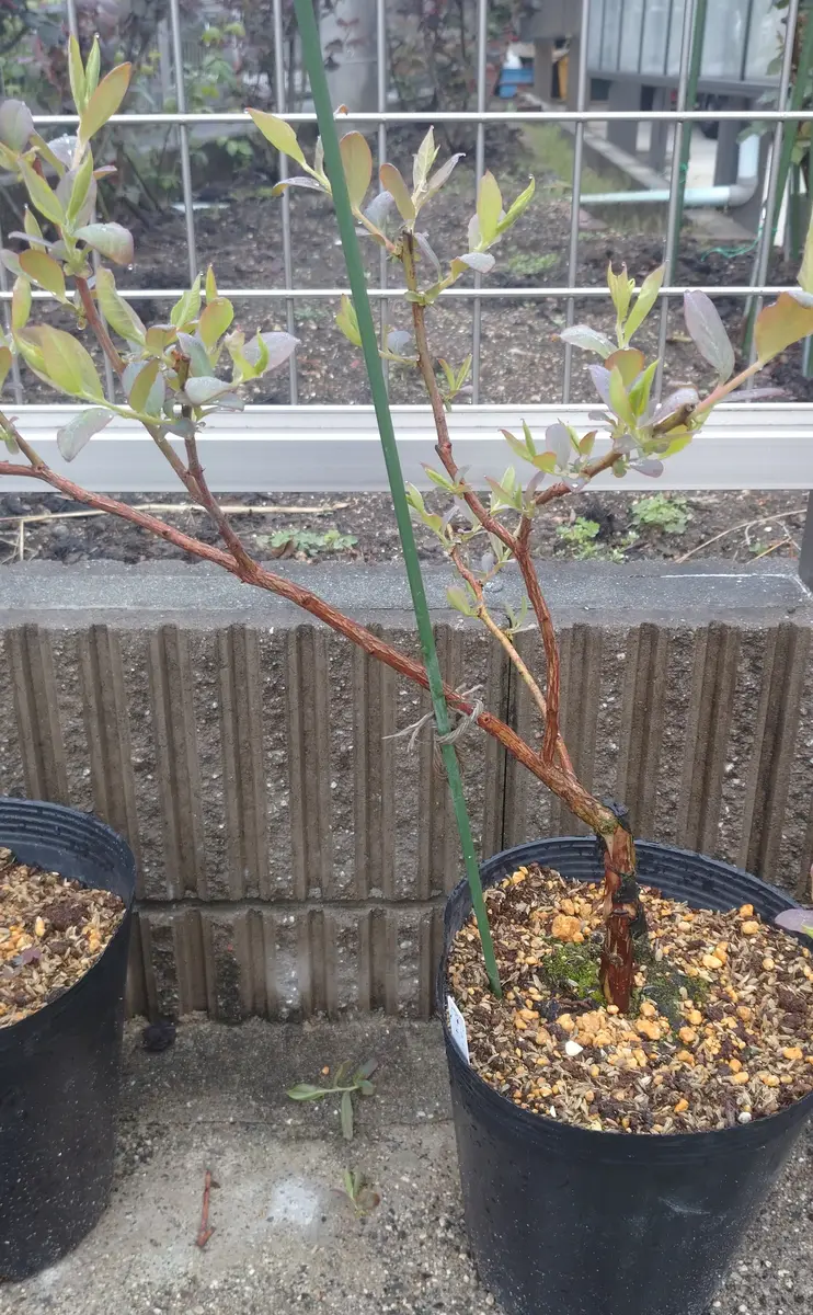 ブルーベリー、接ぎ木苗の様子です（オニール）｜園芸日記bytotyan