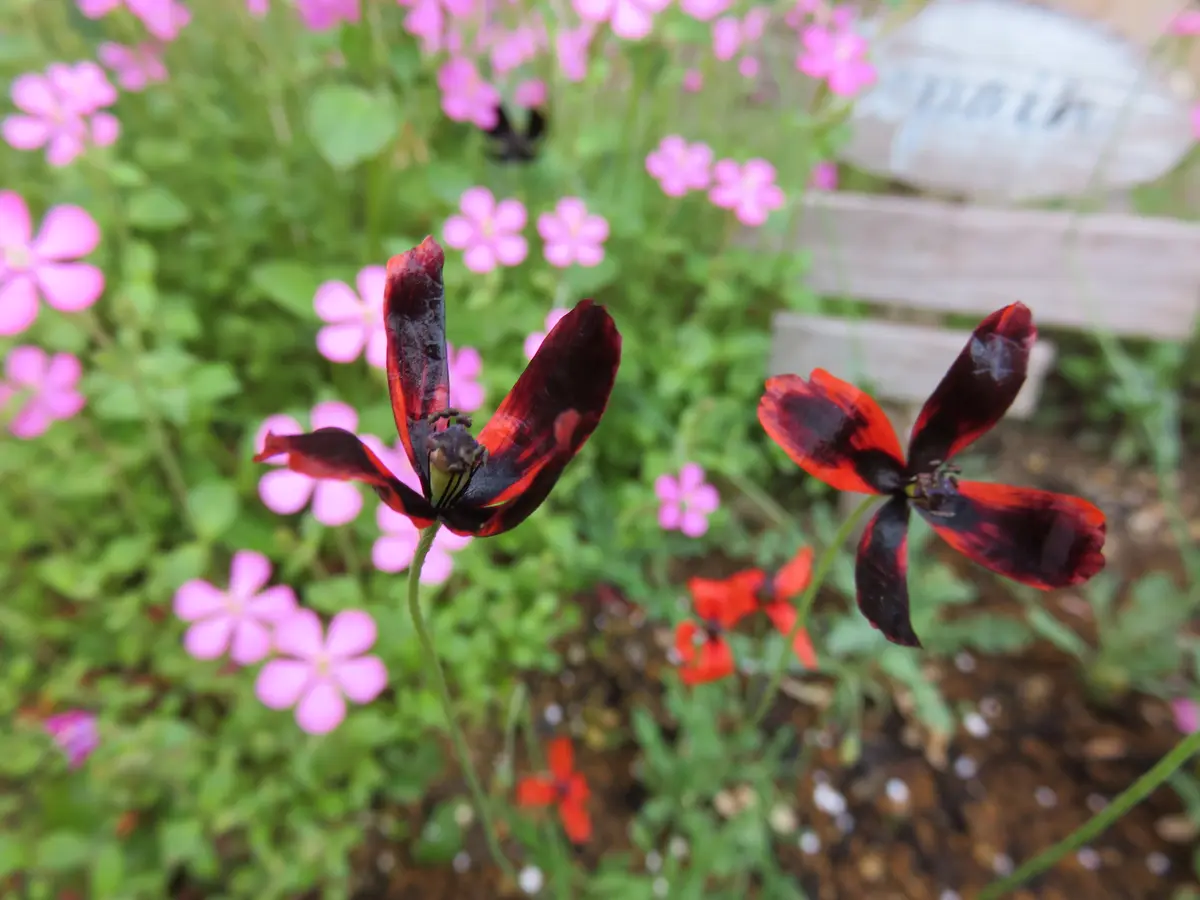 春の色チューリップ🌷｜園芸日記byダイヤモンドリリー｜みんなの
