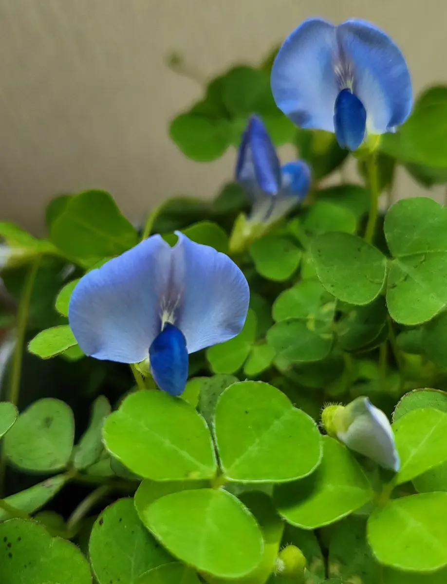 ロピア 爆買い 💙色のクローバー💙｜園芸日記byうふうふ｜みんなの趣味の園芸 ダイヤモンド