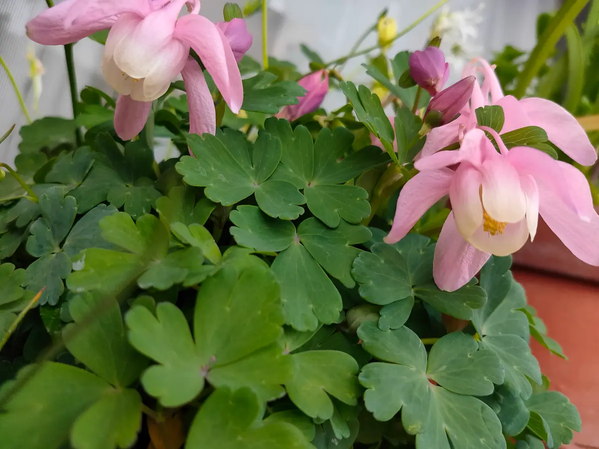 ミヤマオダマキ八ヶ岳系ピンク｜園芸日記bysolaq｜みんなの趣味の園芸