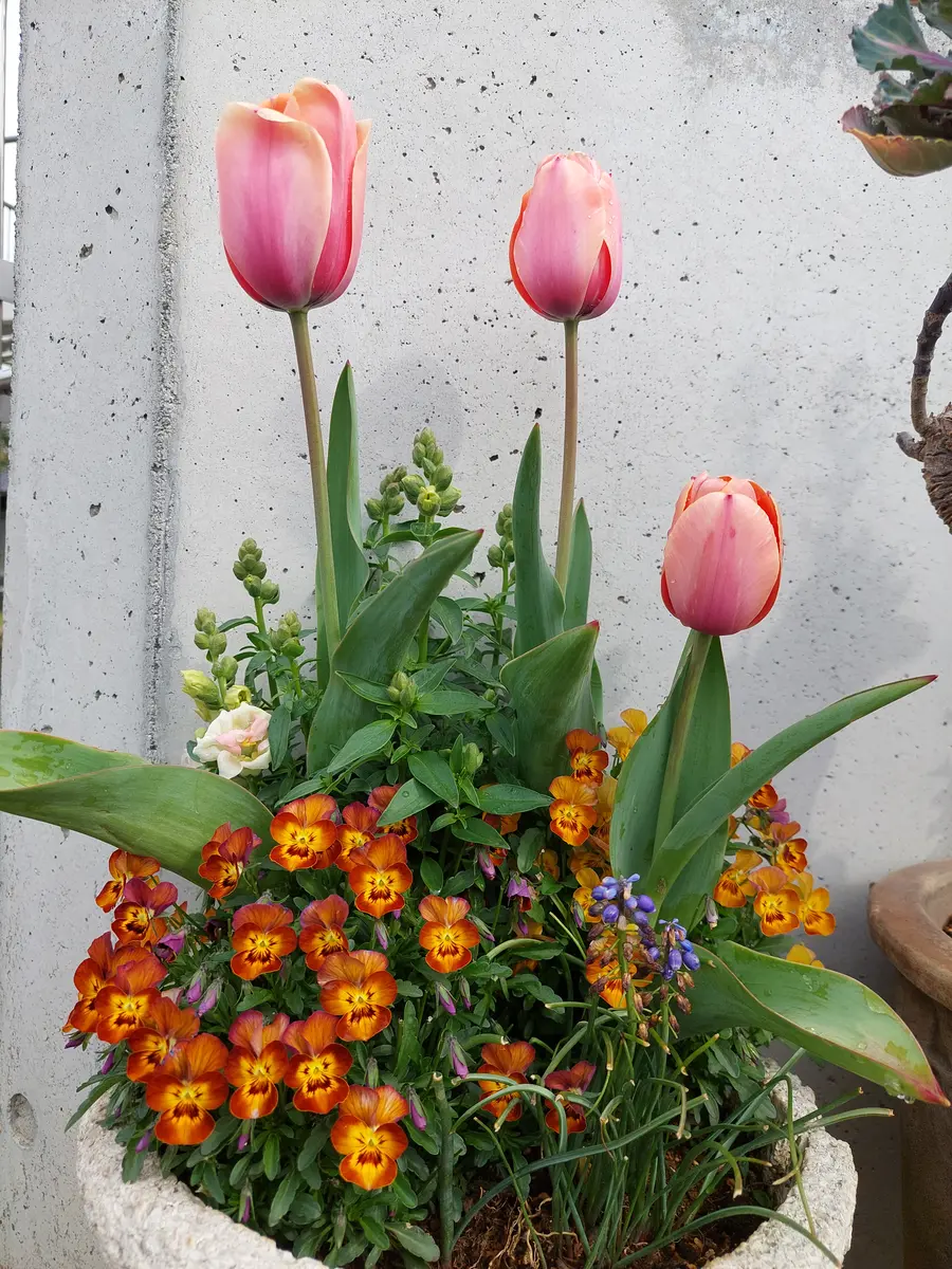 teru3様専用 コケ各種5パレット 【公式通販】