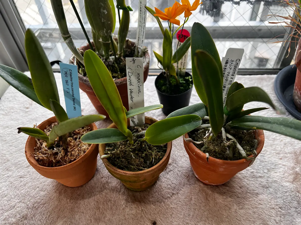 らんらん様 81WMI2tN5SL.jpg