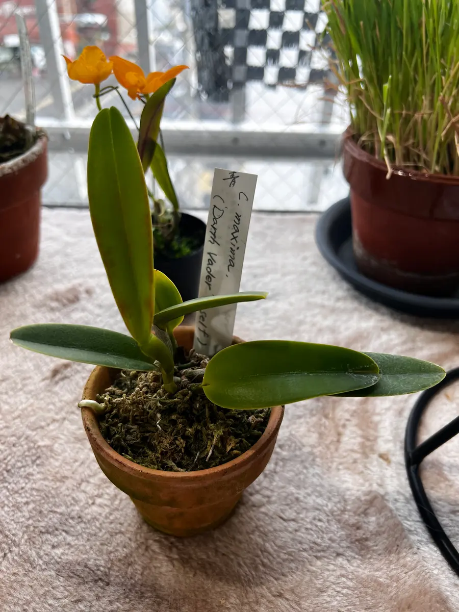 関西らんフェスタin神戸2025｜園芸日記byゆっけ64｜みんなの趣味の園芸