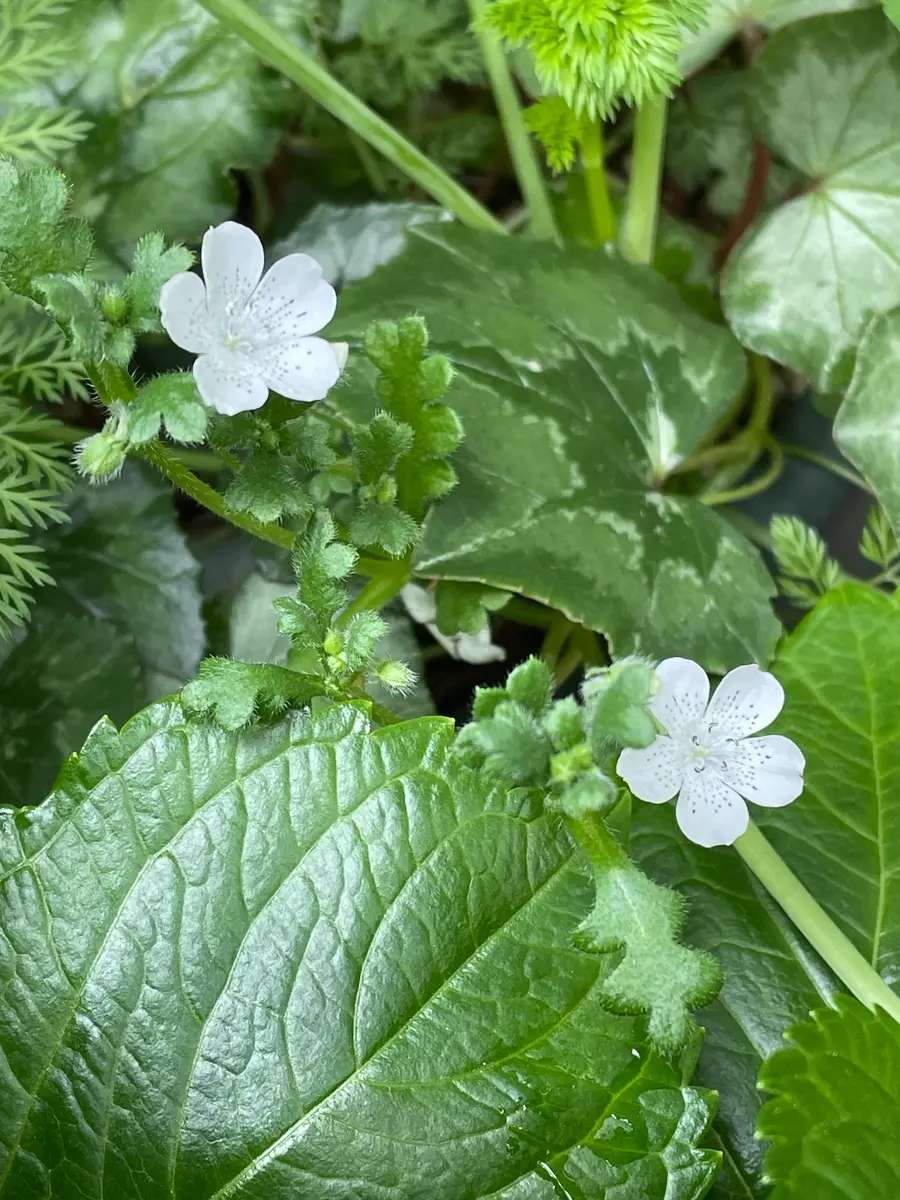 バラ新苗｜園芸日記byこは｜みんなの趣味の園芸｜1314448