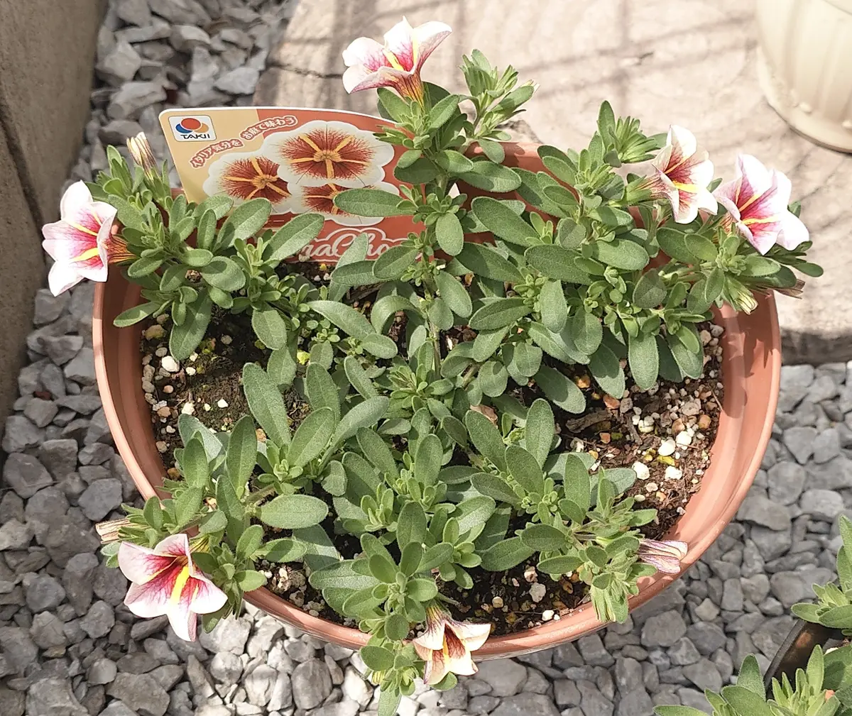 カプチーノ(カリブラコア)開花｜園芸日記byNash｜みんなの趣味の園芸
