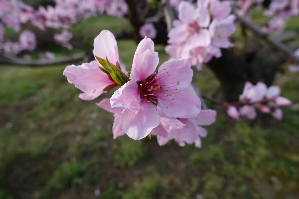 桃の花|園芸日記by金太郎ちゃん|みんなの趣味の園芸|1314551