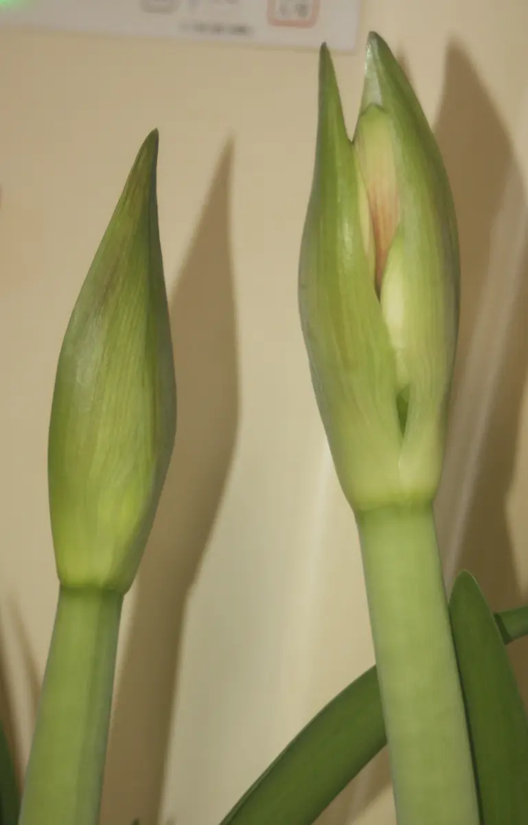アマリリスの開花(ミネルバ)|園芸日記bydemhoom|みんなの趣味 アマリリスの開花(ミネルバ)|園芸日記bydemhoom|みんなの趣味
