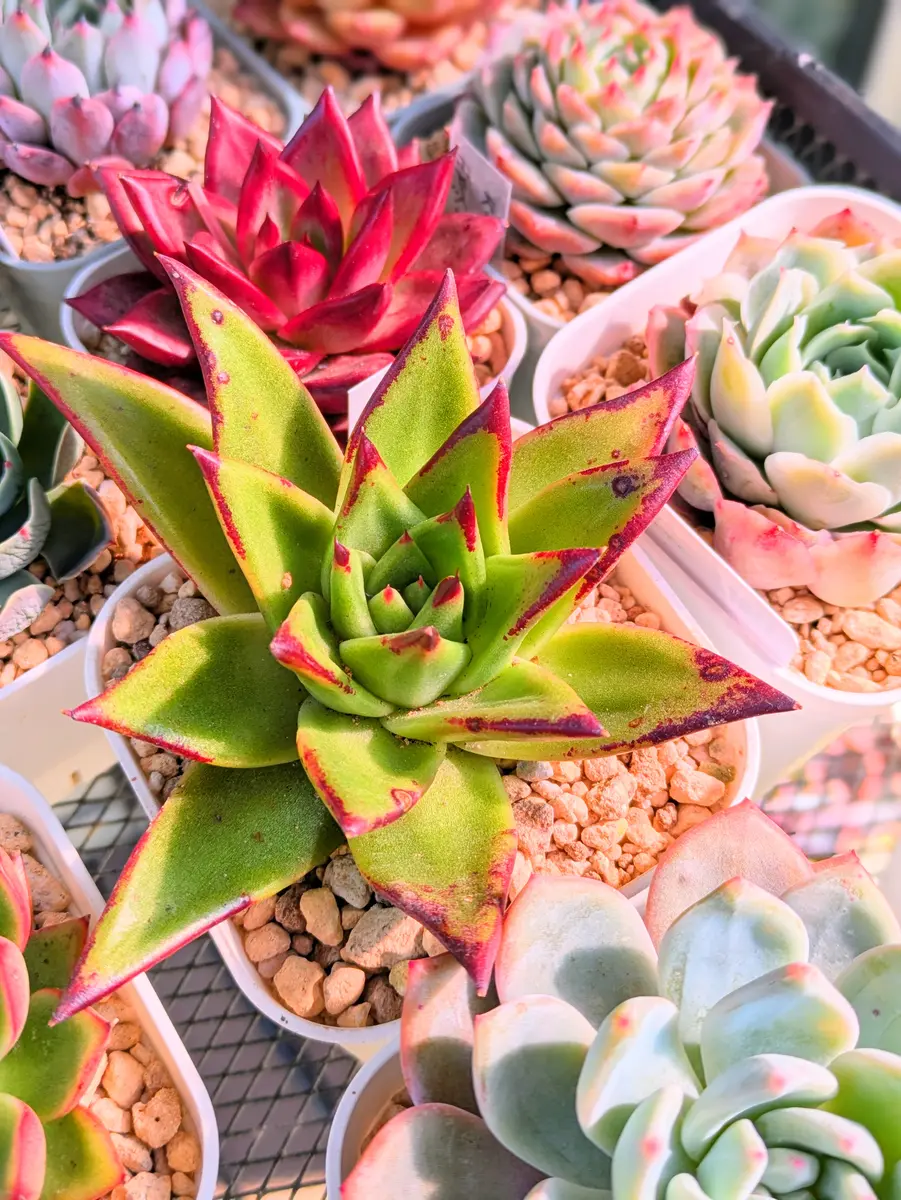 魅惑の宵 リップスティック｜園芸日記byなかのねこ｜みんなの趣味の  