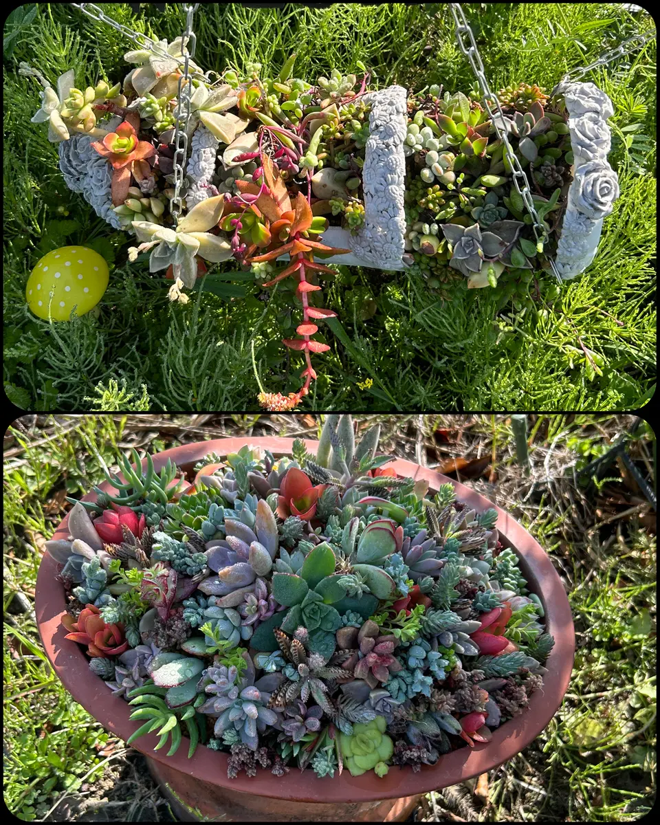 多肉植物寄せ植え♡♡仲良し小鳥さんみんなでお出かけ❤ 多肉植物寄せ植え♡♡仲良し小鳥さんみんなでお出かけ❤ 【公式通販】