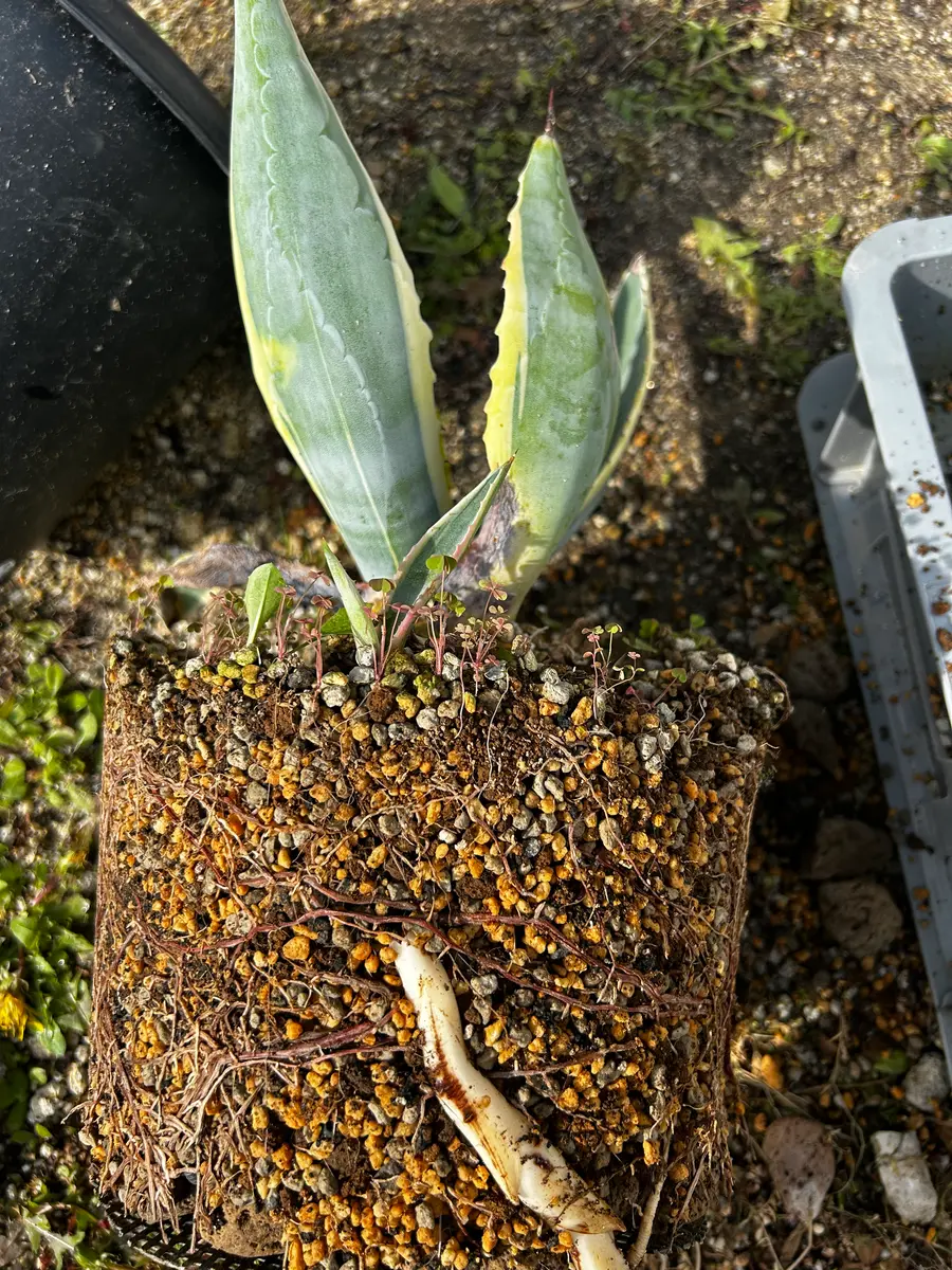 アガベアメリカーナ黄覆輪植え替えと子株｜園芸日記by44.HD