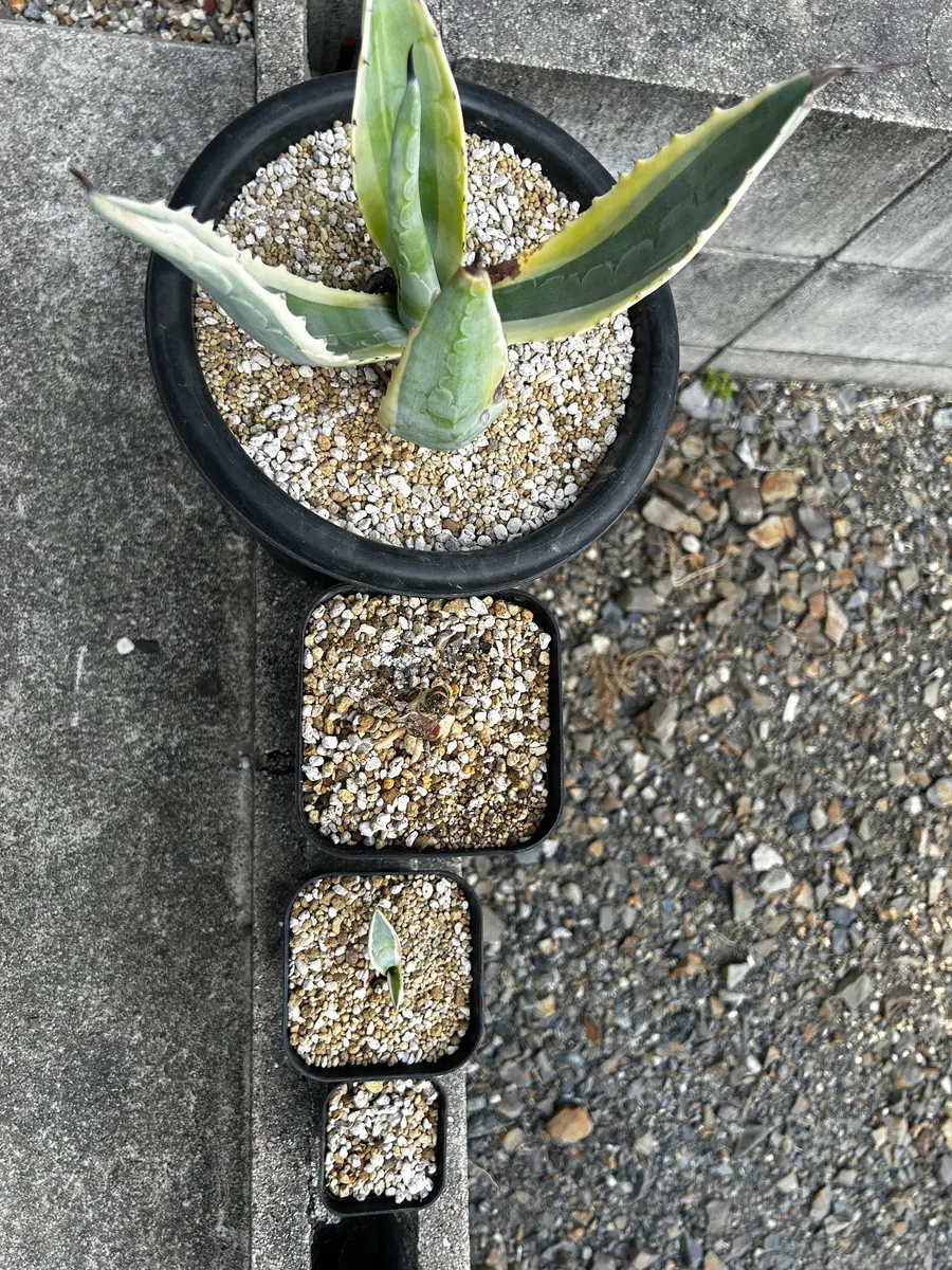 【存在感抜群！】アガベ・アメリカーナ バリエガータ 黄覆輪斑 大株 鉢ごと発送 アガベアメリカーナバリエガータ黄覆輪 アガベアメリカーナ黃覆輪