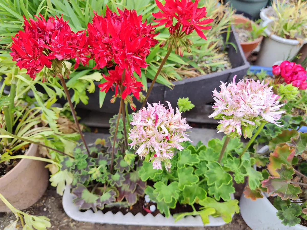 お花の寄せ植え|園芸日記byすてきなおじいちゃん|みんなの趣味 お花の寄せ植え|園芸日記byすてきなおじいちゃん|みんなの趣味